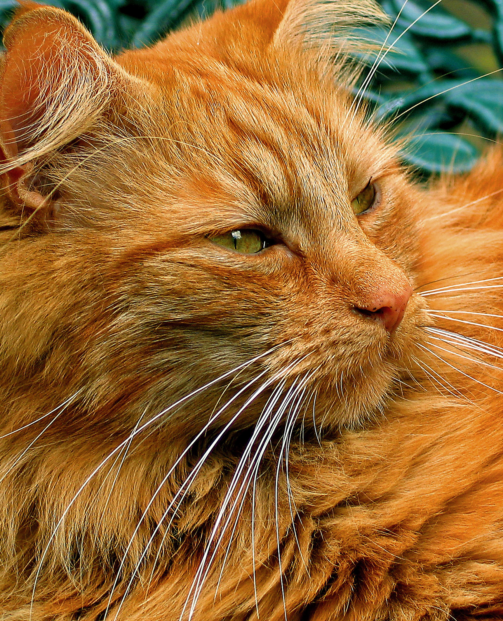 Winner of 2005 Cats Protection photo competition announced What