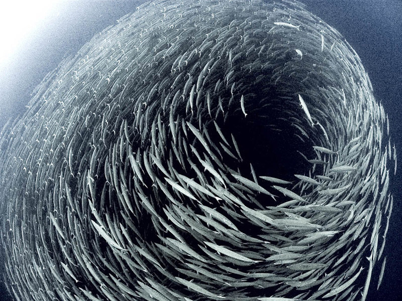 Пустыня намиб загадочные круги. Дыра на дне океана. Рыбий водоворот. Трубы в горе байгонг. Гора байгуншань.