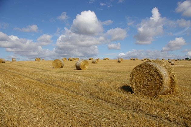 4_Harvest_Time_Nr_Wimborne_Dorset