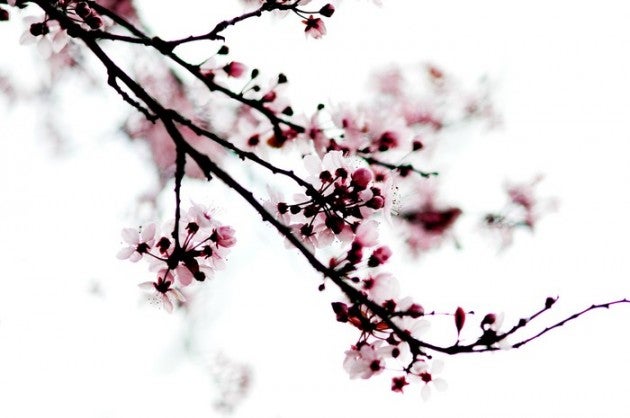 Cherry_Blossom