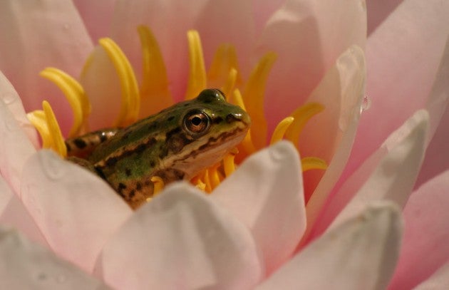 Green_frog