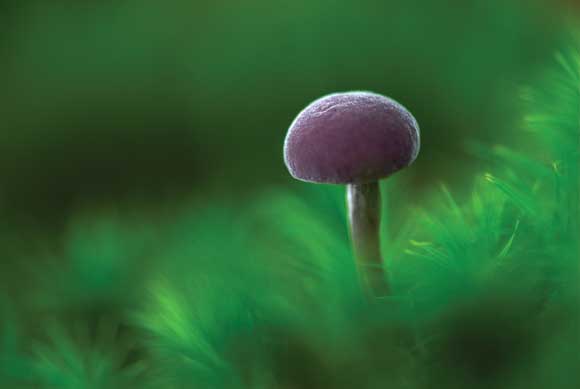 WDC Top 12 Tips for Macro Photography - Amethyst Deceiver