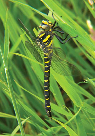 WDC Top 12 Tips for Macro Photography - Golden-ringed Dragonfly