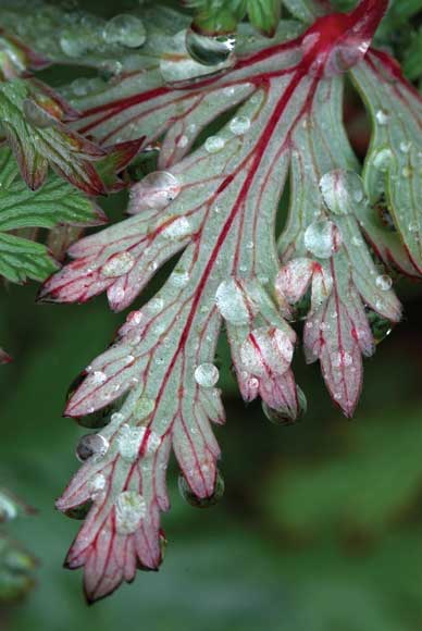 Top 12 Tips for Macro Photography - Raindrops on Geranium Leaf