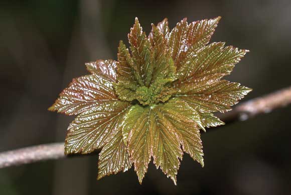 WDC Top 12 Tips for Macro Photography - Sycamore Leaf 