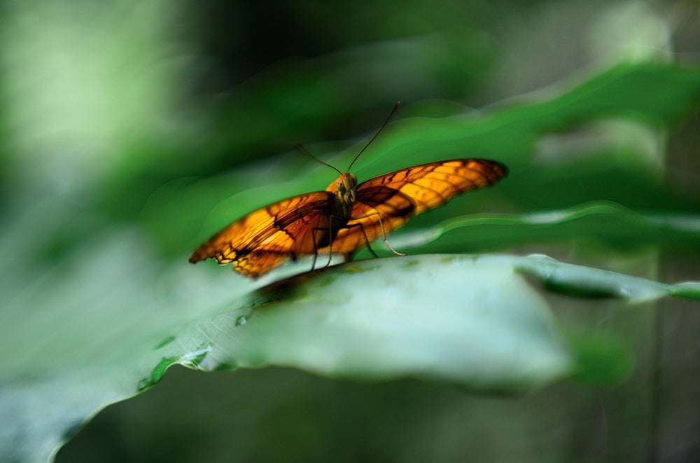 Dirk-HR-Spennemann-butterfly