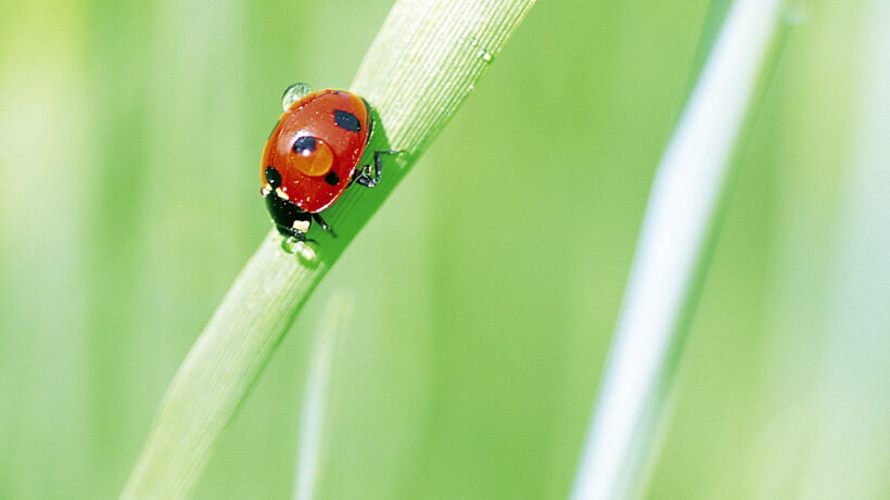 Insect photo competition