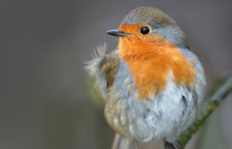 Photographing Birds and Wildlife in Winter