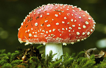 Photographing Mushrooms