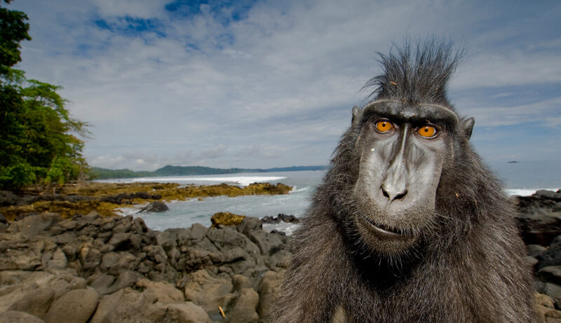 Wildlife Photographer of the Year 2008 winners announced