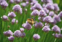 John Freeman's Guide to Shallow Depth of Field