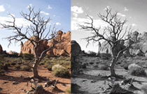 Photoshop: Colour to Black and White