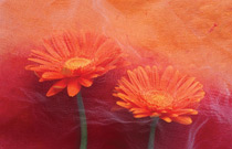Floral Still-Lifes: Ten Top Tips - Setting up the shot