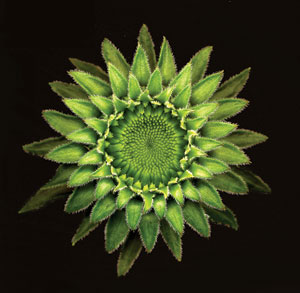 Echinacea Bud, The Great Indoors, scanner