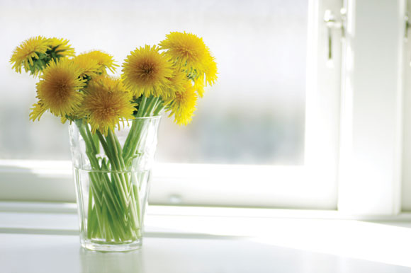 window, The great Indoors