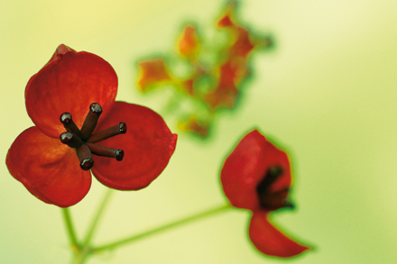 Flower photography