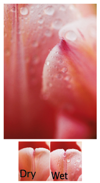 Photographing flowers - wet vs dry