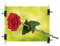 Photographing flowers using a background