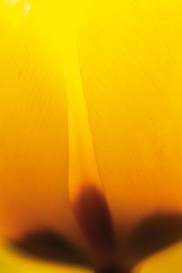 Yellow flower