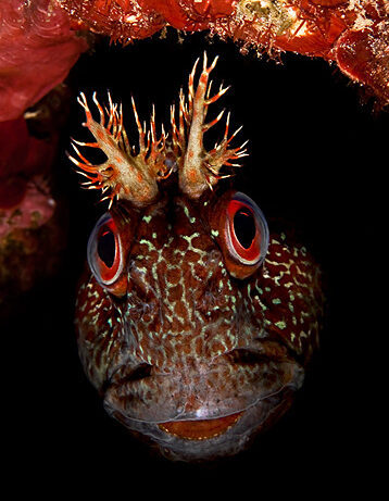 Burrard-Lucas Wildlife Portrait Competition