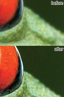 Sharpening in Adobe Camera Raw before and after