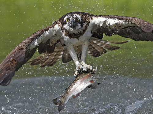 Wildlife Photographer of the Year winner - Paul Hobson Wildlife Photographer of the Year winner - Paul Hobson