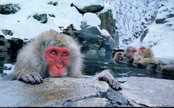 Snow Monkey, Japan by Steve Bloom, Wildlife Photographer Snow Monkey, Japan by Steve Bloom, Wildlife Photographer