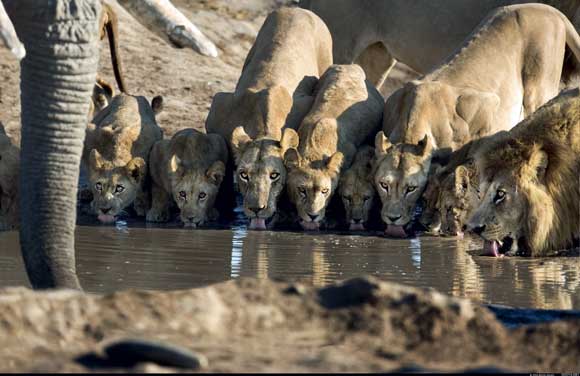 Lions, Botswana by Steve Bloom, Wildlife Photographer Lions, Botswana by Steve Bloom, Wildlife Photographer