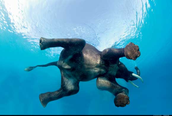 Wildlife Photography – Life of a wildlife photographer