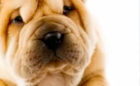 Crazy Talk entries video gallery