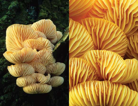 WDC Top 12 Tips for Macro Photography - Fungi