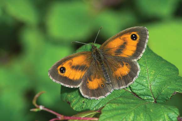 WDC Top 12 Tips for Macro Photography - Gatekeeper Butterfly WDC Top 12 Tips for Macro Photography - Gatekeeper Butterfly