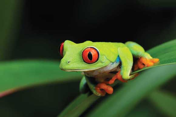 Macro Photography - Interview with Macro Photographer Robert Thompson