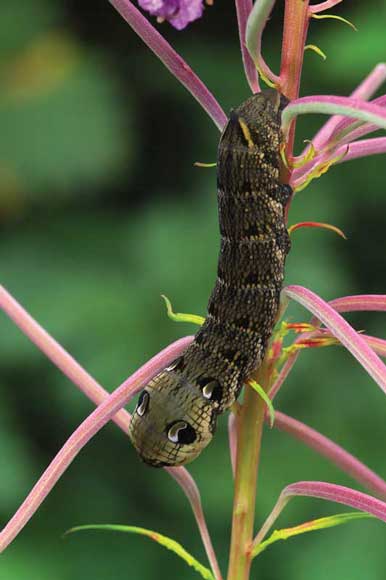 WDC Elephant Hawk Moth by Robert Thompson WDC Elephant Hawk Moth by Robert Thompson