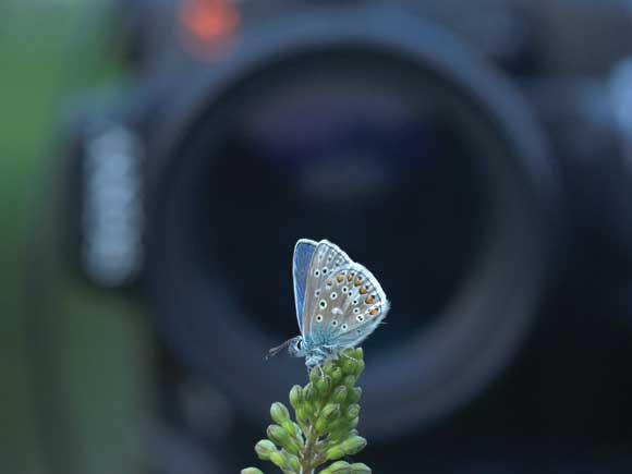 Top 12 Tips for Macro Photography - Choose the Best Lens