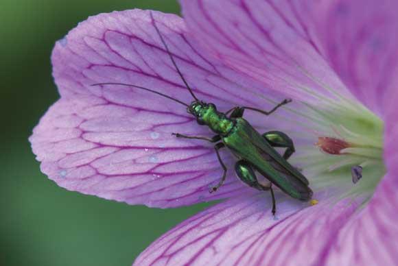 WDC Top 12 Tips for Macro Photography - Oedemera Nobilis WDC Top 12 Tips for Macro Photography - Oedemera Nobilis