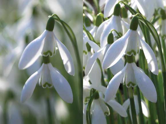Top 12 Tips for Macro Photography - Snowdrops Top 12 Tips for Macro Photography - Snowdrops