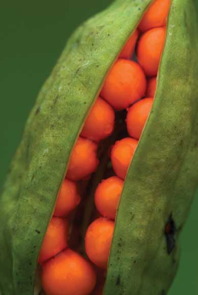 WDC Top 12 Tips for Macro Photography - Stinking Iris Seeds WDC Top 12 Tips for Macro Photography - Stinking Iris Seeds