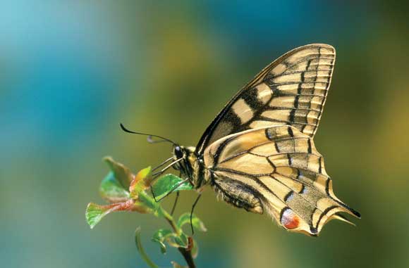 WDC Top 12 Tips for Macro Photography - Swallowtail Butterfly WDC Top 12 Tips for Macro Photography - Swallowtail Butterfly
