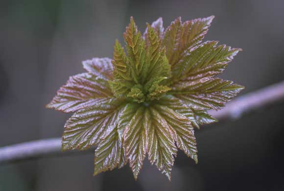 WDC Top 12 Tips for Macro Photography - Sycamore Leaf WDC Top 12 Tips for Macro Photography - Sycamore Leaf