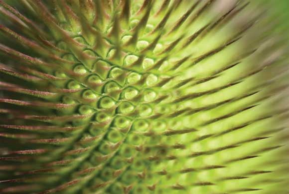 WDC Top 12 Tips for Macro Photography - Teasle Head WDC Top 12 Tips for Macro Photography - Teasle Head