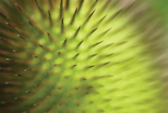 WDC Top 12 Tips for Macro Photography - Teasle Head WDC Top 12 Tips for Macro Photography - Teasle Head