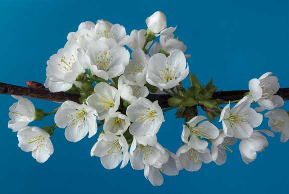 WDC Top 12 Tips for Macro Photography - Backgrounds WDC Top 12 Tips for Macro Photography - Backgrounds