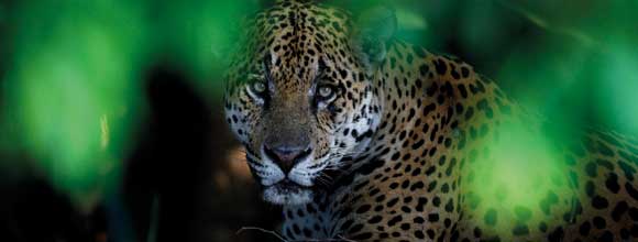 Tom Schandy - Gerald Durrell Award for Endangered Wildlife Winner