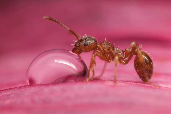András Mészáros - Animal Behaviour: All Other Animals Winner