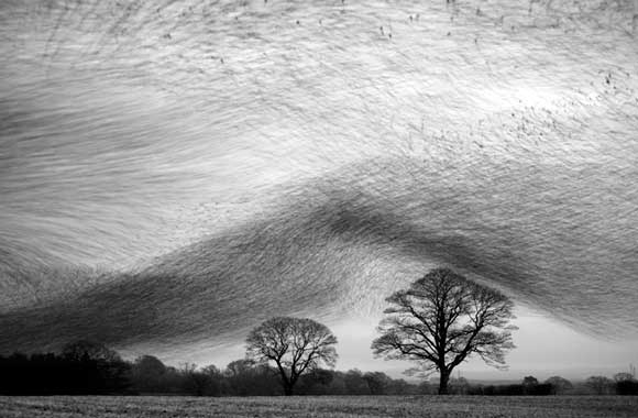 Danny Green - Nature in Black and White Winner