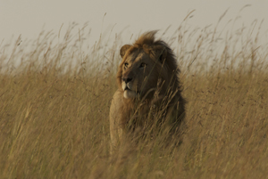 AHS Lion AHS Lion
