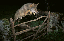 My Digital Camera Special - Wildlife Photographer of the Year 2009