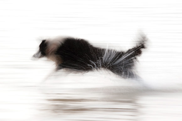 How To Shoot... Motion Pictures - Panning dog
