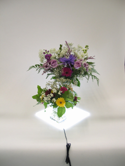 Lite Pad Flowers
